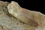 Fossil Plesiosaur (Zarafasaura) Tooth On Rock - Morocco #95111-1